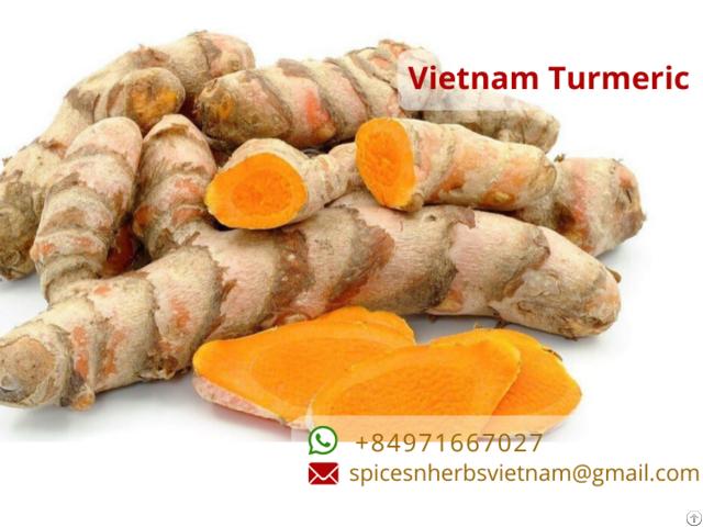 Fresh Turmeric Vietnam