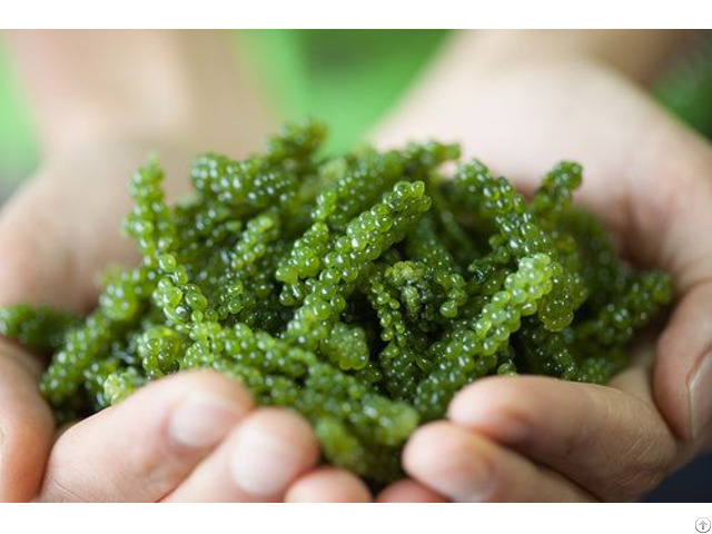 Fresh Sea Grapes From Viet Nam