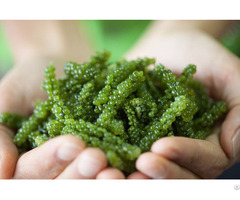 Fresh Sea Grapes From Viet Nam