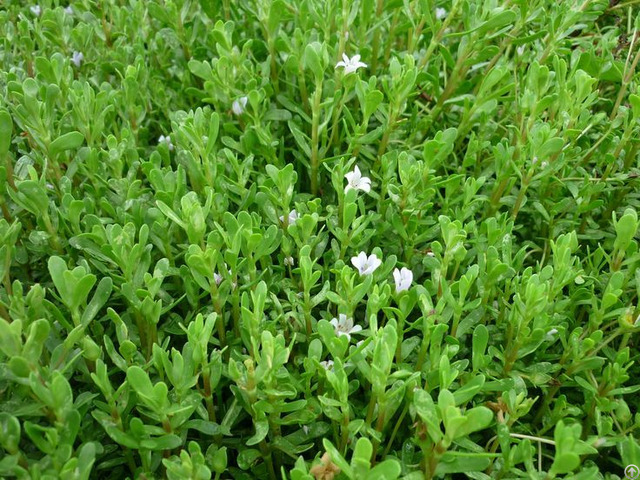 Bitter Herbs From Viet Nam