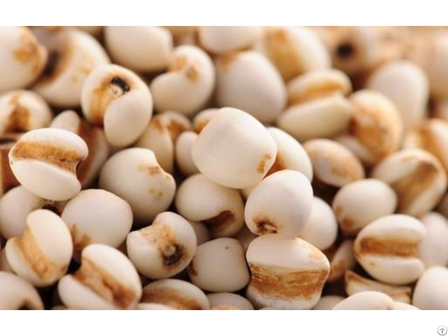 Coix Seed From Viet Nam