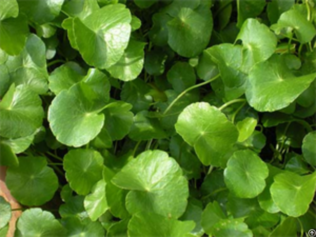 Who Sale Best Price Pennywort