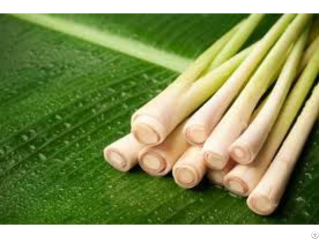 Lemon Grass Powder From Viet Nam