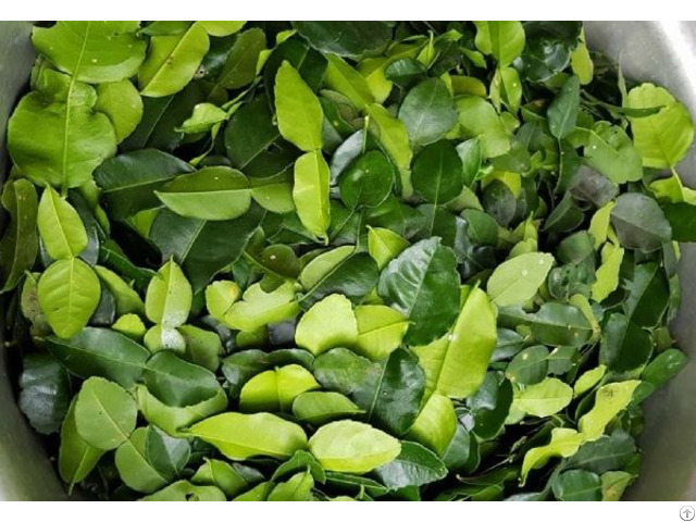 100 Percent Natural Dried Lime Leaves