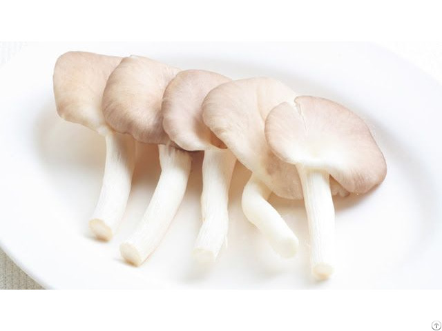 Fresh Oyster Mushrooms