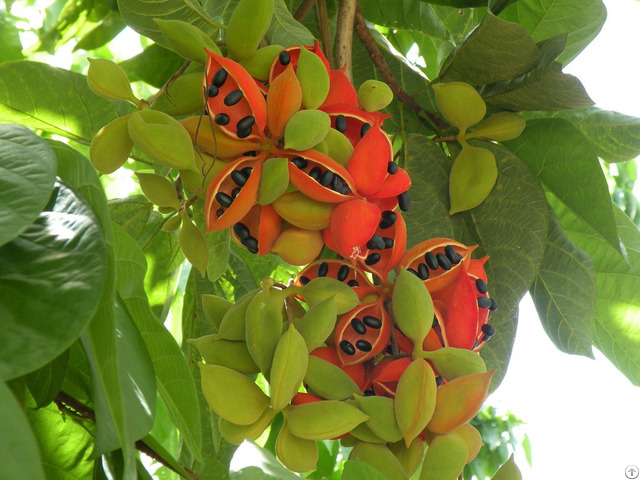 Sterculia Foetida Seed Oil