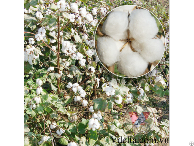 Cotton Seeds