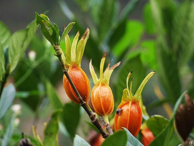 Cape Jasmine Fruit Powder