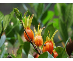 Cape Jasmine Fruit Powder