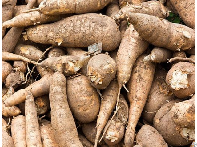 Fresh Cassava In Viet Nam