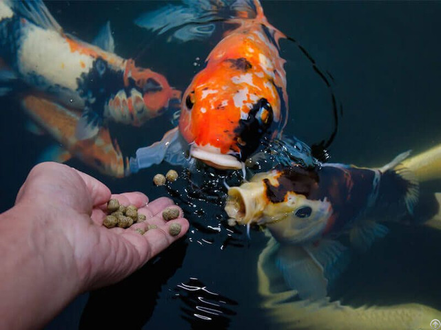 How To Choose Best Fish Feed Pellets For Goldfish