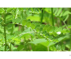 Best Grade Herbal Phyllanthus Amarus Extract