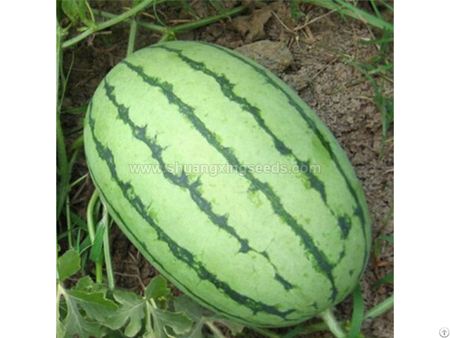 Chinese High Quality Hybrid Watermelon Seeds