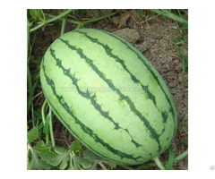 Chinese High Quality Hybrid Watermelon Seeds