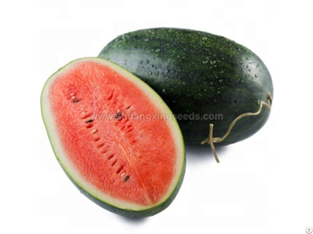 High Yield And Resistance Hybrid Watermelon Seeds