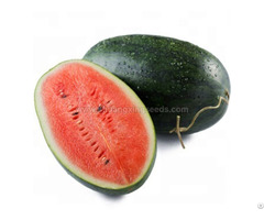 High Yield And Resistance Hybrid Watermelon Seeds