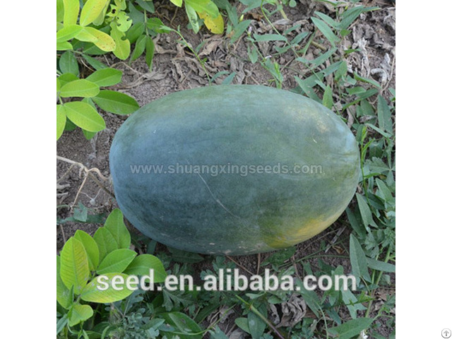 Tropical Seedless Triploid Watermelon Seed