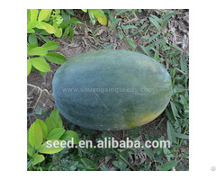 Tropical Seedless Triploid Watermelon Seed