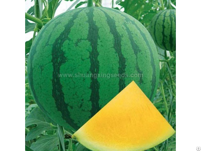 Good Quality F1 Hybrid Yellow Watermelon Seeds