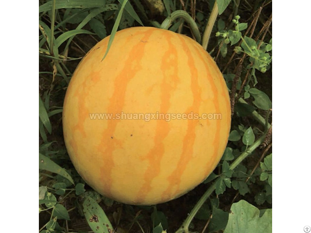 Golden King Hybrid Watermelon Seed Yellow Fruit