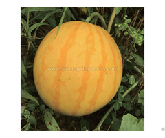 Golden King Hybrid Watermelon Seed Yellow Fruit