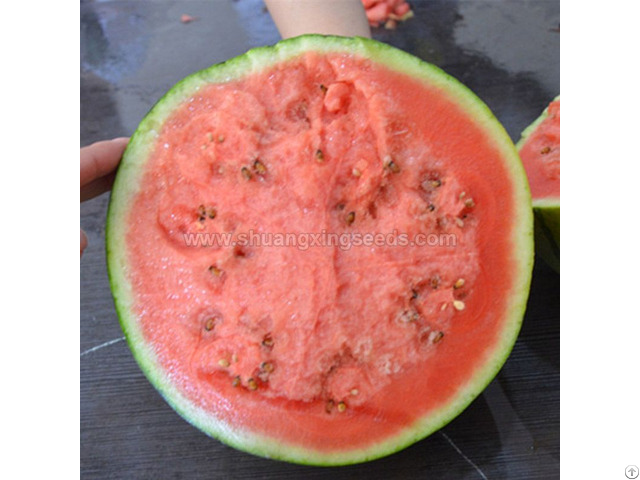 Planting Hybrid F1 Gift Types Watermelon Seed