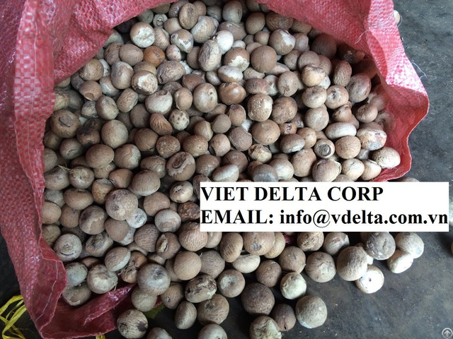 Dried Betel Areca Nut