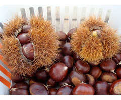 Chestnuts For Sale