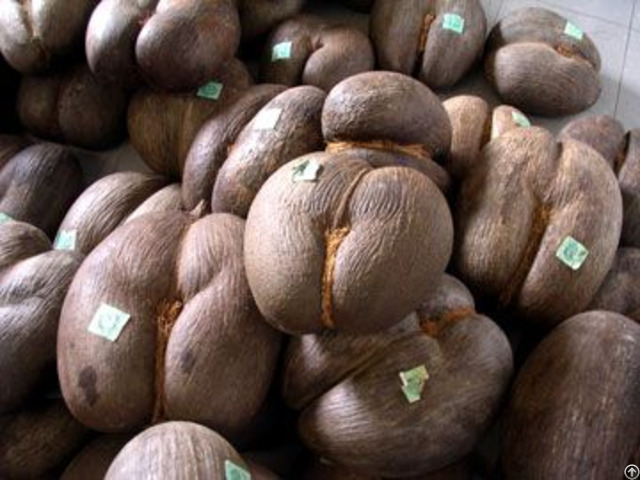 Coco De Mer Seeds For Sale