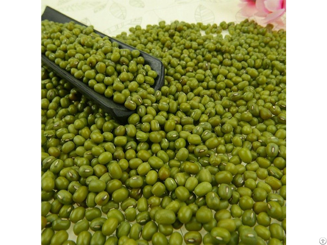 Green Mung Bean For Sale