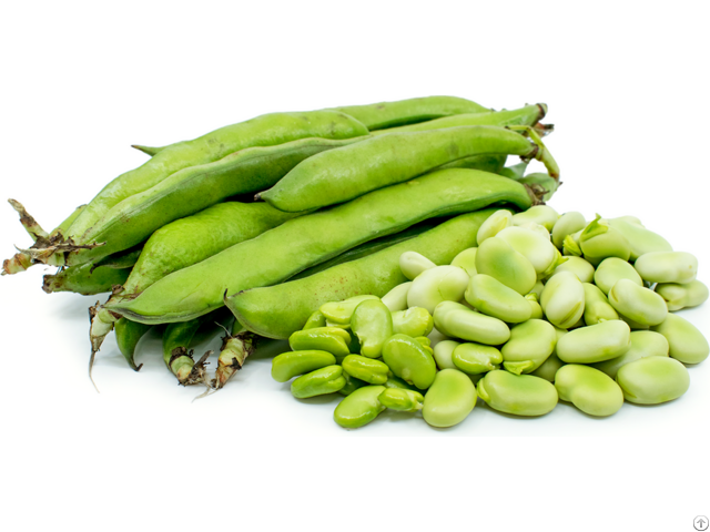 Fava Beans For Sale