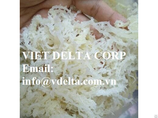 Irish Moss From Vietnam Ocean