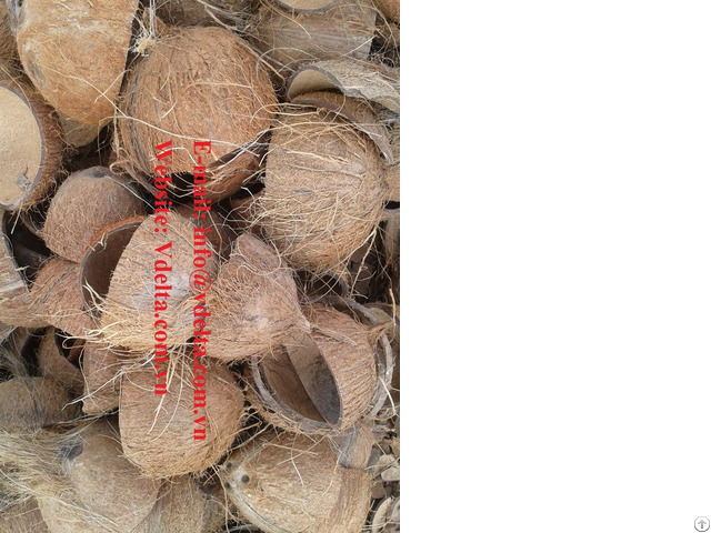 Raw Coconut Sell From Viet Nam