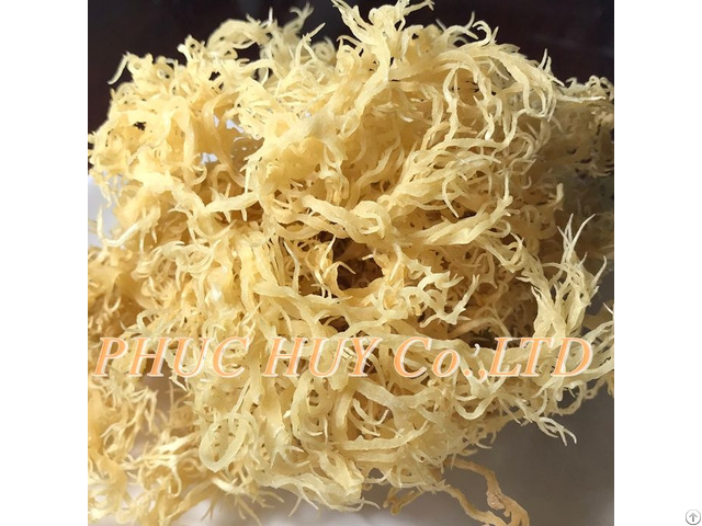 The Manufacturer Dried Sea Moss In Vietnam