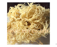 The Manufacturer Dried Sea Moss In Vietnam