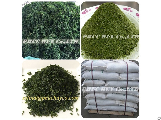 Ulva Lactuca Sea Lettuce Powder