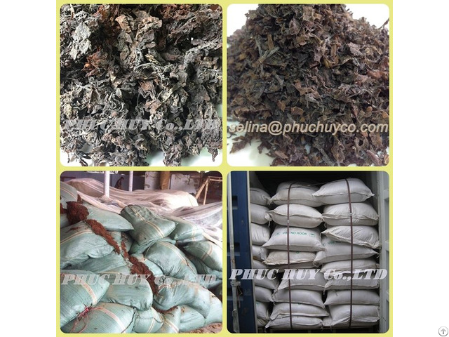 Manufacturer Dried Whole Sargassum Seaweed