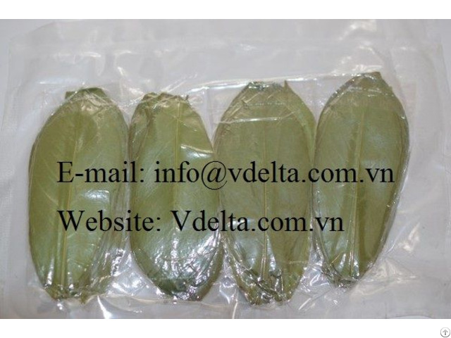 Soursop Leaf From Viet Nam