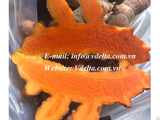 Fresh Turmeric From Viet Nam