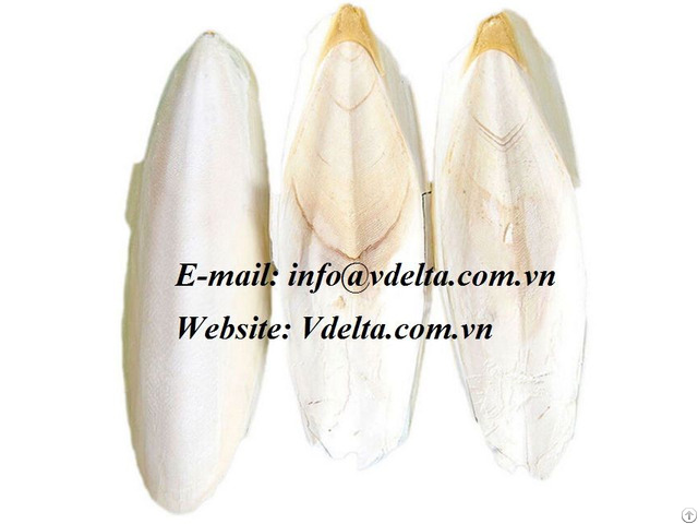 Natural Dried Cuttlefish Bone