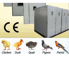Which Breed Of Chicken Should I Choose For Egg Laying