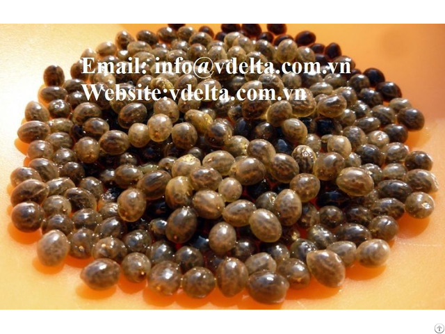 Healthy Food Papaya Seeds Viet Nam