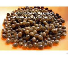 Healthy Food Papaya Seeds Viet Nam