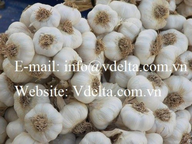 Fresh Garlic Good Price From Vietnam