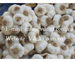 Fresh Garlic Good Price From Vietnam