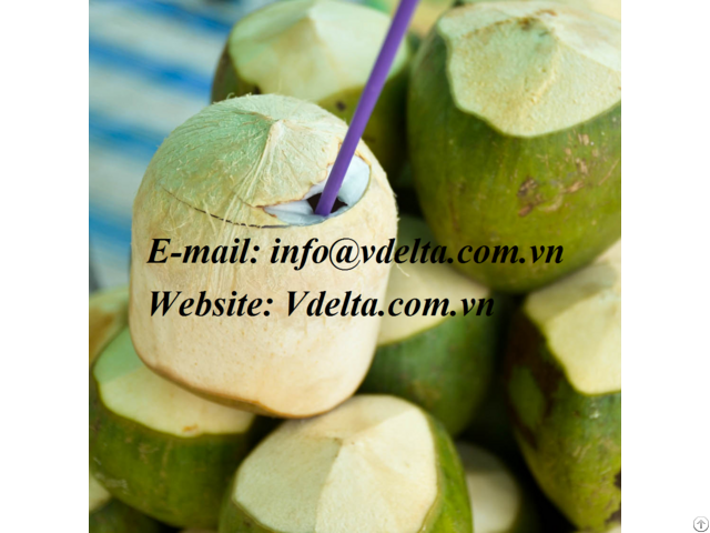 Fresh Young Coconut From Viet Nam