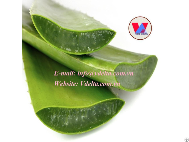 Viet Nam Fresh Aloe Vera Gel