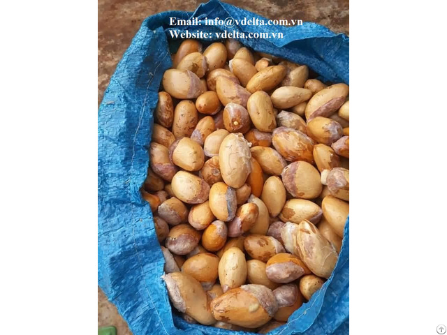 Durian Seed Fruit Tree Seeds From Vietnam