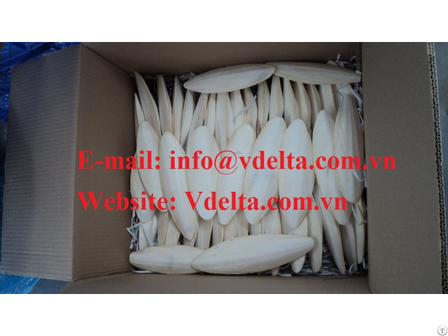 Raw Fresh Cuttlefish Bone