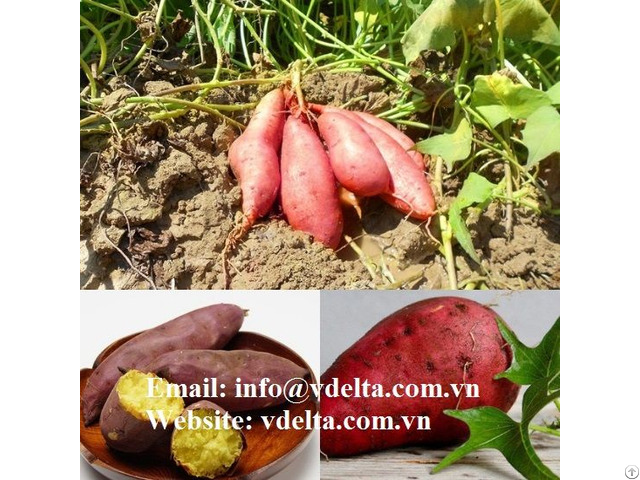 Wholesales Sweet Potato Starch